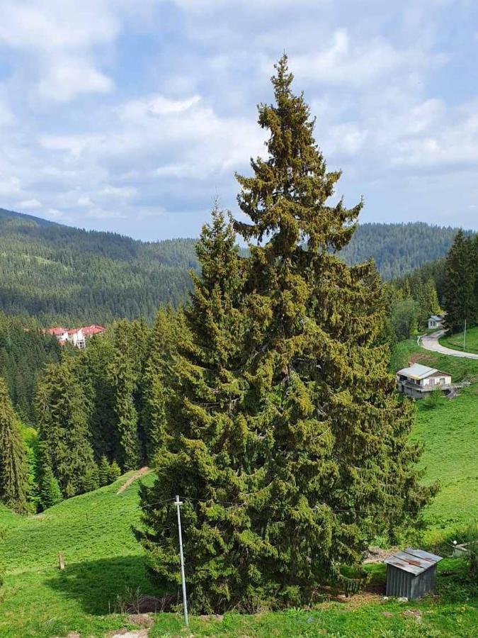 Apartment 428A In Hotel Snezhanka, Pamporovo Exteriör bild
